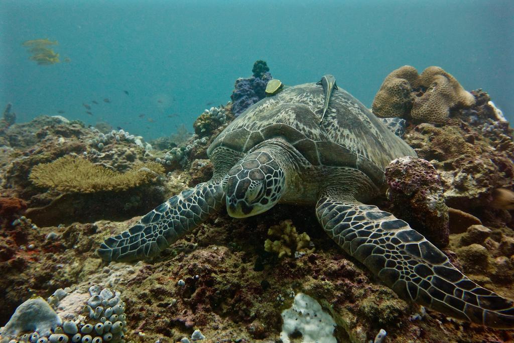 Perhentian Island Resort Екстериор снимка