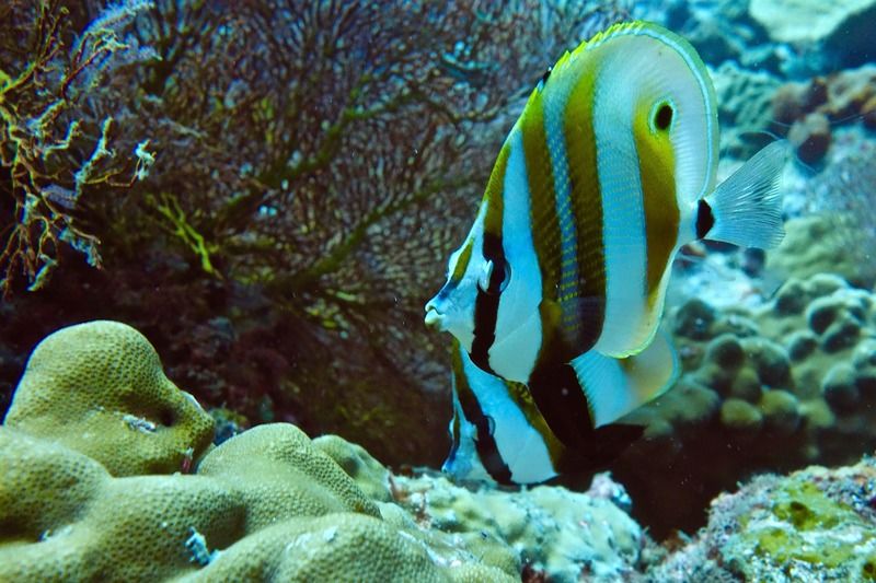 Perhentian Island Resort Екстериор снимка